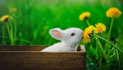 best365登录网页版：在浏览器中开启极速、安全的博彩新体验